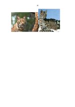 Referāts 'Lūsis', 19.