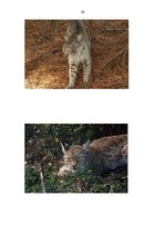 Referāts 'Lūsis', 20.