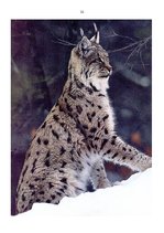 Referāts 'Lūsis', 22.