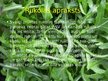 Prezentācija 'Rukolas augšanas ātrums', 3.