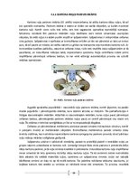 Referāts 'Gofrētā kartona ražošanas tehnoloģija', 19.