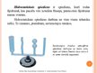 Prezentācija 'Hidrostatiskais spiediens šķidrumā un spiediens šķidruma un gāzes plūsmā', 2.