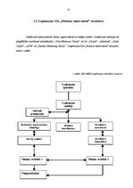 Referāts 'Finanšu analīze. Autotransporta detaļu un piederumu ražotnes izveide', 16.