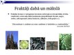 Prezentācija 'Fraktāļi', 11.