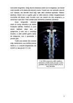 Referāts 'Rentgenattēlu iegūšana ar tumšā lauka metodi', 4.