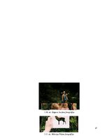 Referāts 'Mākslas fotogrāfijas virziens naratīvajā mākslā 21.gadsimtā', 27.