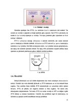 Prezentācija 'Biosistēmu modelēšanas pamati', 10.