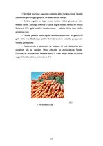 Referāts 'Burkānu pielietojuma iespējas', 11.