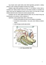 Referāts 'Pilnvērtīgas ēdienkartes izveide jaunzirgam', 5.
