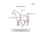 Referāts 'Pilnvērtīgas ēdienkartes izveide jaunzirgam', 30.