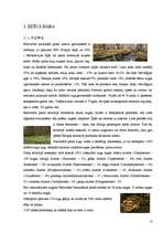 Referāts 'Belovežas nacionālais parks', 10.