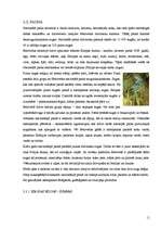 Referāts 'Belovežas nacionālais parks', 11.