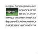 Referāts 'Belovežas nacionālais parks', 14.