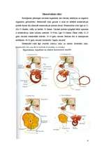 Referāts 'Grūtniecība', 4.