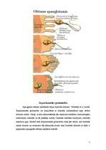 Referāts 'Grūtniecība', 7.