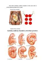 Referāts 'Grūtniecība', 15.
