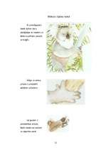 Referāts 'Koalas', 12.