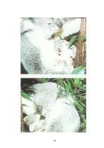 Referāts 'Koalas', 19.