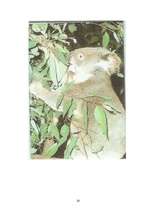 Referāts 'Koalas', 20.