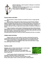 Paraugs 'Smēķēšana', 5.