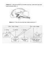 Referāts 'Fizioloģiskais miegs', 62.