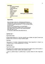 Referāts 'Citrusaugļi', 21.