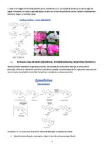 Referāts 'Alkaloīdu biosintēze augos', 9.