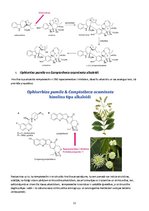 Referāts 'Alkaloīdu biosintēze augos', 12.