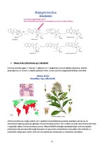 Referāts 'Alkaloīdu biosintēze augos', 13.