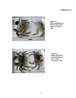 Referāts 'Ķīnas cimdiņkrabja Eriocheir sinensis izplatība, struktūra, skaits un biomasa Rī', 2.