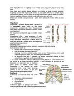 Konspekts 'Balsta un kustību sistēma', 4.