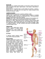 Konspekts 'Balsta un kustību sistēma', 6.