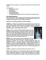 Konspekts 'Balsta un kustību sistēma', 7.