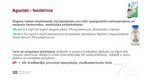 Prezentācija 'Adrenoreceptori α1, tos ietekmējošas zāles', 6.