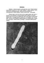 Referāts 'Baktērijas', 3.