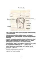 Referāts 'Baktērijas', 5.