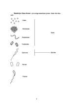 Referāts 'Baktērijas', 6.