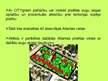 Prezentācija 'Pilsētu zaļumu zonu saglabāšana', 10.