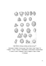 Referāts 'Medus kā izejvielas produkts', 25.