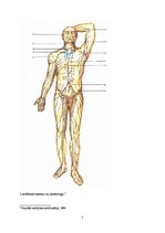 Referāts 'Limfodrenāžas masāža', 5.