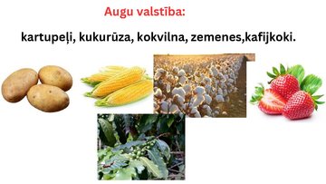 Prezentācija 'Savanna Dienvidamerikā', 8.