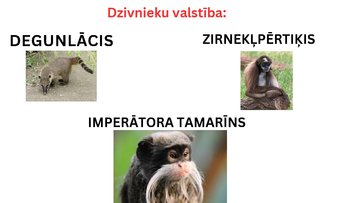 Prezentācija 'Savanna Dienvidamerikā', 9.