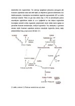 Referāts 'Fruktozes transports un metabolisms, ar to saistītās slimības', 10.