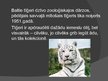 Prezentācija 'Baltais tīģeris', 7.