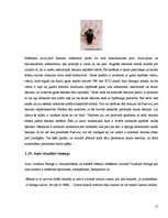 Referāts 'Autotūnings', 15.