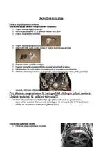 Konspekts 'Zobsiksnas maiņa', 1.