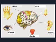 Prezentācija 'Redze. Acs uzbūve. Acu slimības', 3.