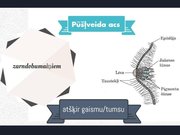 Prezentācija 'Redze. Acs uzbūve. Acu slimības', 8.