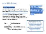 Prezentācija 'Redze. Acs uzbūve. Acu slimības', 11.