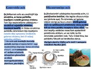 Prezentācija 'Redze. Acs uzbūve. Acu slimības', 12.